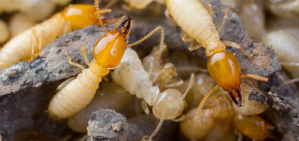 Termite Inspection